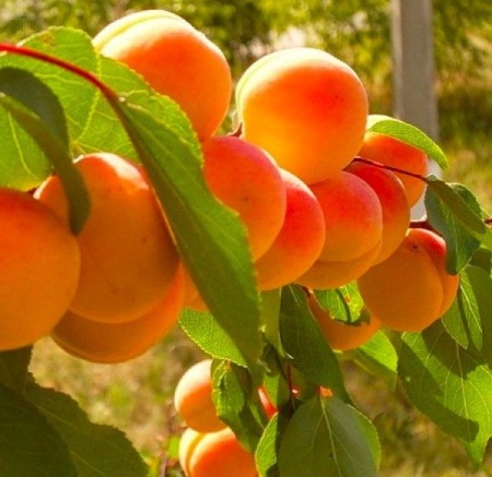 129ad37d-bee0-11f0-891d-246e9611e8f7-1