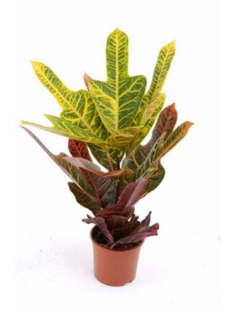 d22ede19-cea2-11eb-8e2c-005056c00008-1