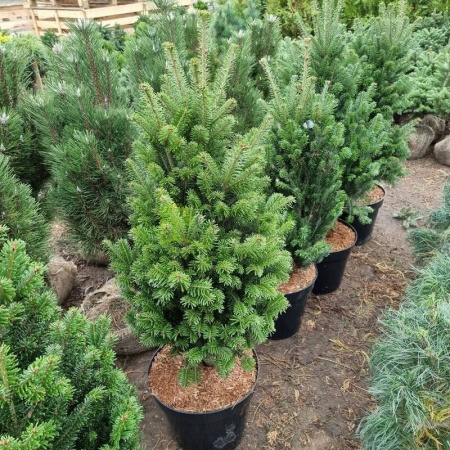 pihta-belaja-fastigiata-fastigiata