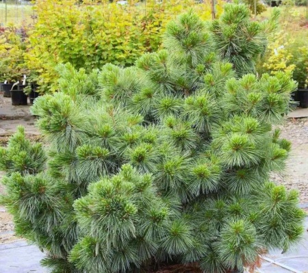 044779de-d505-11f0-891e-246e9611e8f6-1