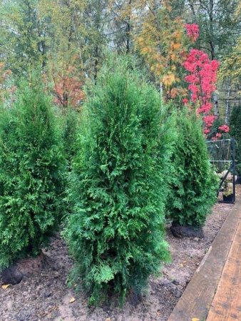 b63a6552-1822-11f0-8918-246e9611e8f6-1