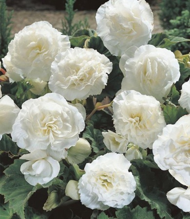 9ce85839-b449-11ee-8bd7-001e673ebdea-1