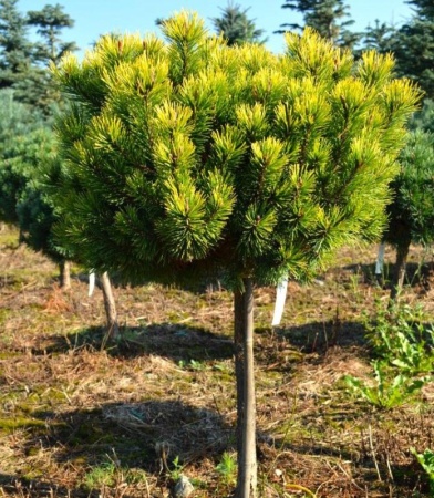 46e5d195-d737-11f0-891e-246e9611e8f6-1