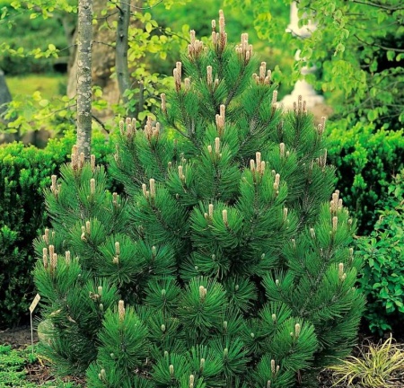 8e6dc623-109c-11e7-b683-001e673ebdea-1