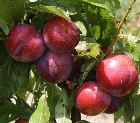 c23744bd-20fd-11f0-8918-246e9611e8f6-1