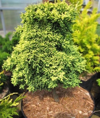 e63bbb15-3a51-11e8-a7ea-005056c00008-1