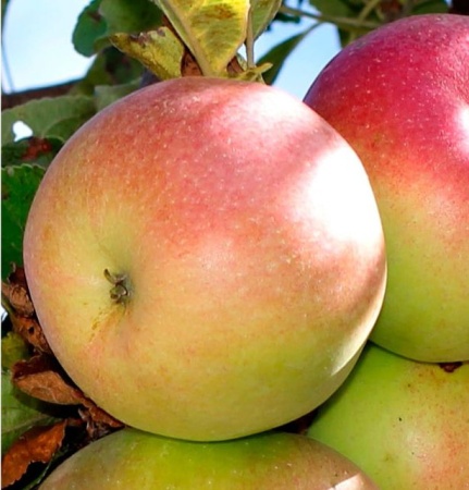 3594b6d7-bafb-11f0-891d-246e9611e8f7-1