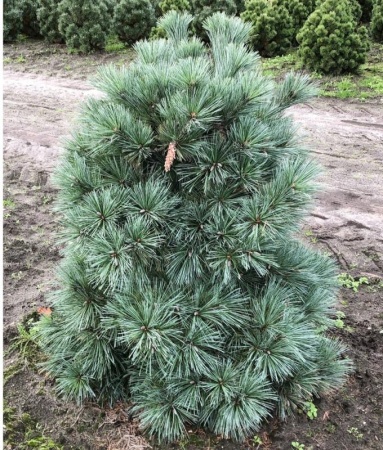 7e7e887c-c35e-11ef-8915-246e9611e8f5-1