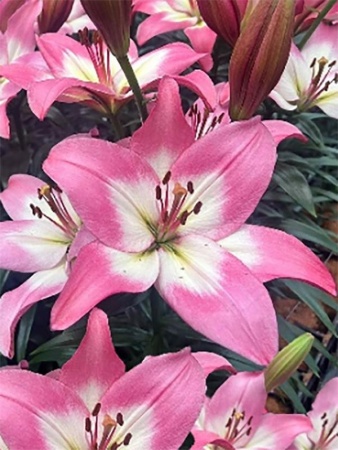 c7e8795a-2e8b-11e8-a7ea-005056c00008-1