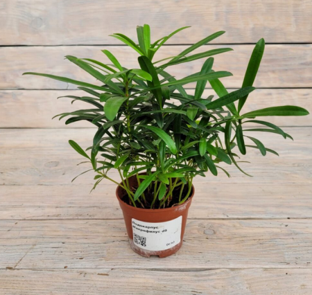 Screenshot 2026-01-26 at 13-38-19 Подокарпус Макрофилус Podocarpus Macrophyllus d9 (т) СКФ - купить оптом и в розницу в Москве. - Цветочная компания Х
