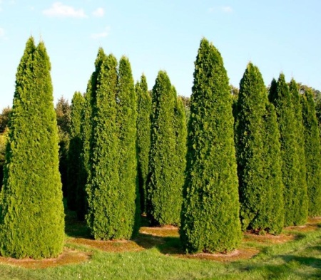 a5b5a86e-2bd9-11f0-8918-246e9611e8f6-1