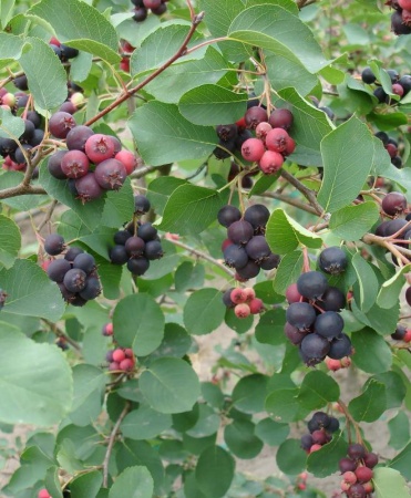 a9fce5fa-d329-11ef-8915-246e9611e8f5-1