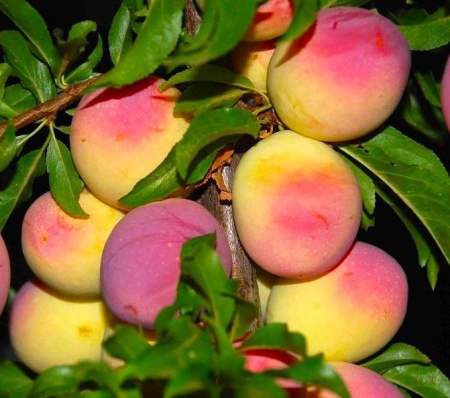 fd8a9854-becb-11f0-891d-246e9611e8f7-1