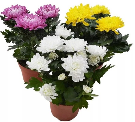 37395318-f69a-11eb-a954-005056c00008-1