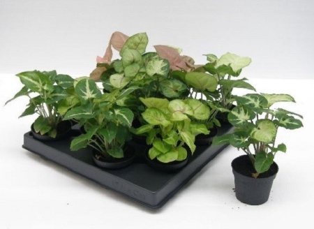 7d72cae1-772b-11ef-8911-246e9611e8f6-1