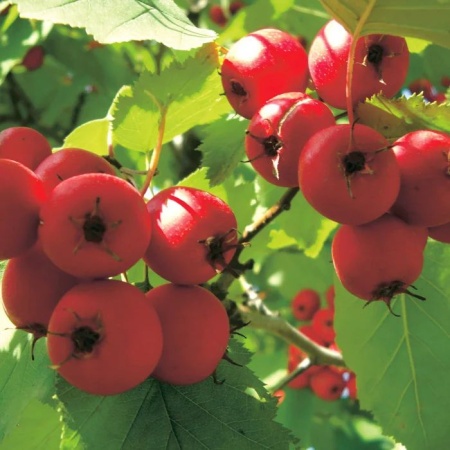 боярышник крупноплодный