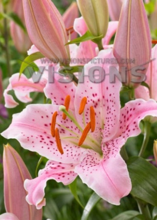 55d9cee1-d57e-11e5-a9f8-001e673ebdea-2