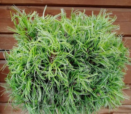 234ef9b9-d4fa-11f0-891e-246e9611e8f6-1