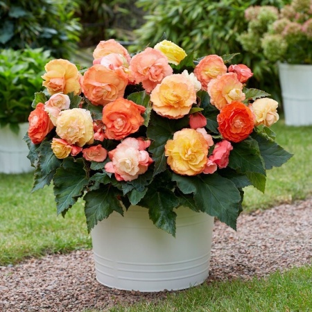 2c2377f2-6efd-11ec-8bcd-005056c00008-1