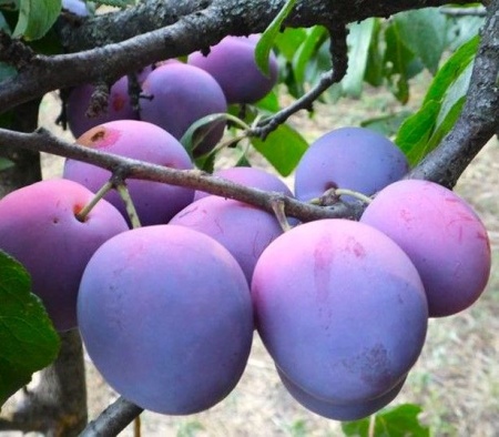 ed4ab414-beca-11f0-891d-246e9611e8f7-1