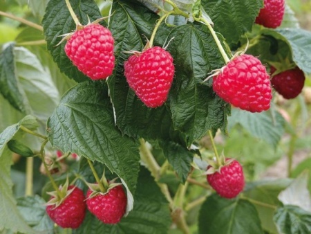 d36665de-bada-11f0-891d-246e9611e8f7-1