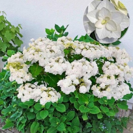 59e998c8-951c-11ea-a8e2-005056c00008-1