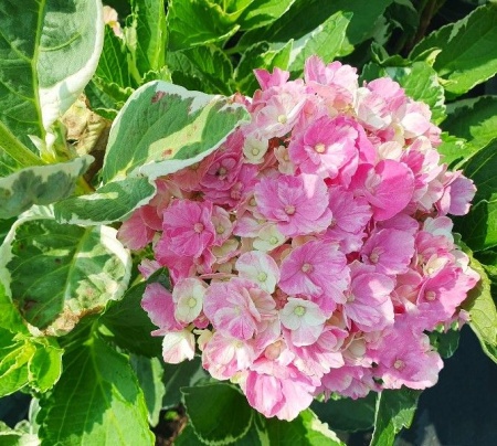 c6d6ea97-e08b-11ef-8915-246e9611e8f5-1