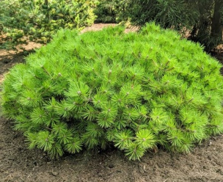 8e6dc62b-109c-11e7-b683-001e673ebdea-1