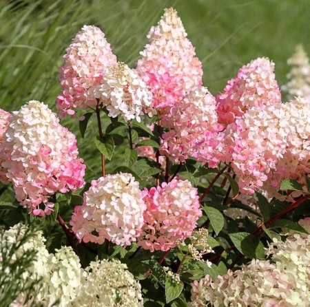 8fbf2ca8-c157-11f0-891d-246e9611e8f7-1