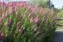 c1468cfe-50b3-11ef-8910-246e9611e8f6-1
