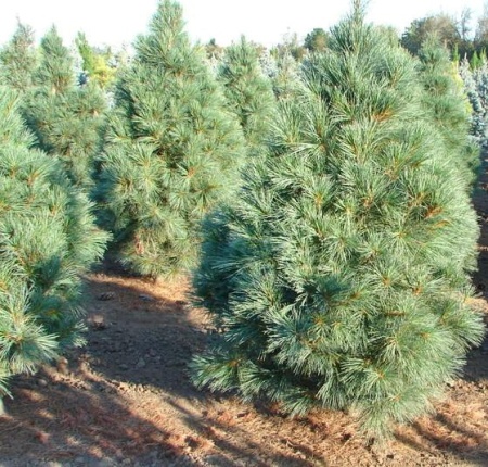 3d24219b-1aac-11e7-af54-001e673ebdea-1