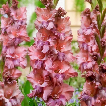 407f66c3-6f30-11ec-8bcd-005056c00008-1