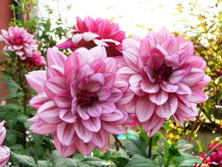 ba545424-3cf9-11e1-a760-00500454e615-1