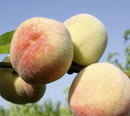 ed43982f-d33b-11ef-8915-246e9611e8f5-1