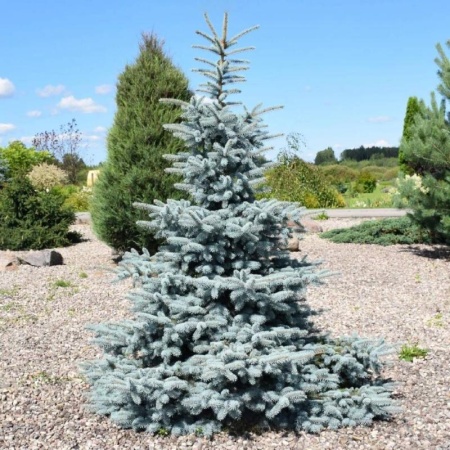 4fddaaed-7bf1-11ea-b7ee-005056c00008-1