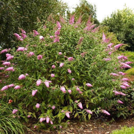 8ce592fe-6526-11e1-aec8-00500454e615-1