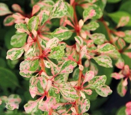 576bc225-cebc-11f0-891e-246e9611e8f6-1