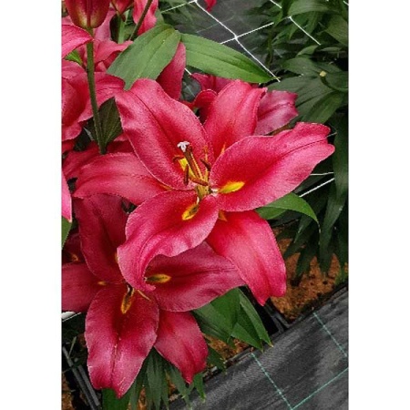 ddacf1e8-9c29-11e2-9c5d-00500454e615-1