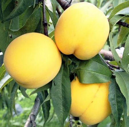 2bd5c009-f45b-11f0-8924-246e9611e8f6-1