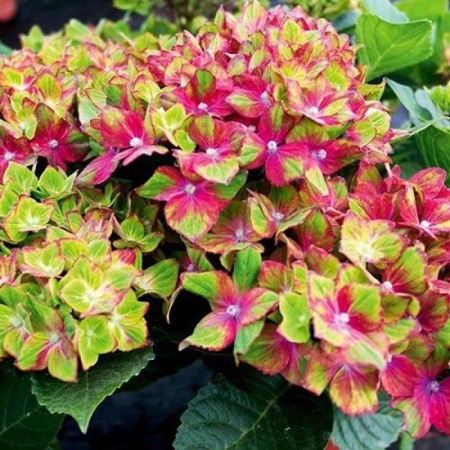 2194735d-43aa-11e8-8910-005056c00008-1