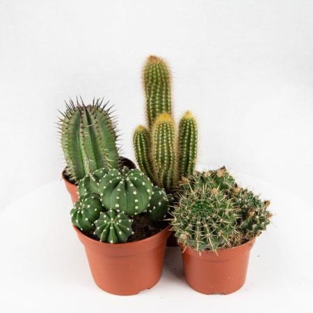 c06f28d4-b4a4-11eb-89cb-005056c00008-1