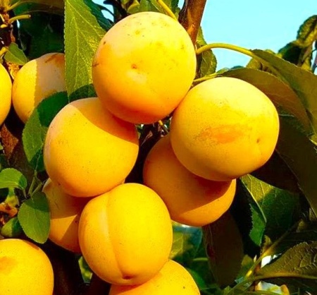 de06ef86-bec8-11f0-891d-246e9611e8f7-1