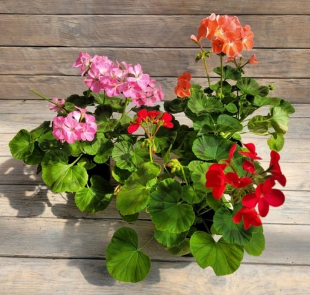 Снимок экрана_26-1-2026_155737_rassadacvetov.ru