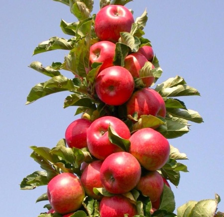 cd524afb-be04-11f0-891d-246e9611e8f7-1