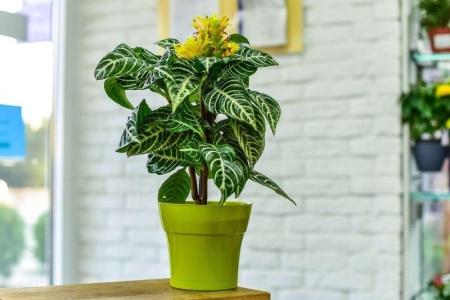 7ada54b8-5687-11ed-aea3-001e673ebdea-1