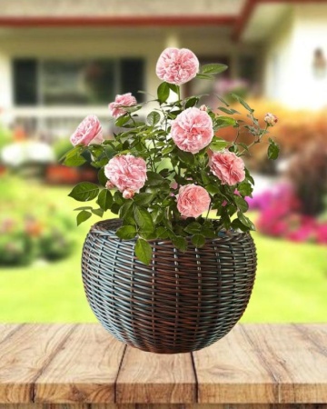 b9c90695-da79-11f0-891e-246e9611e8f6-1