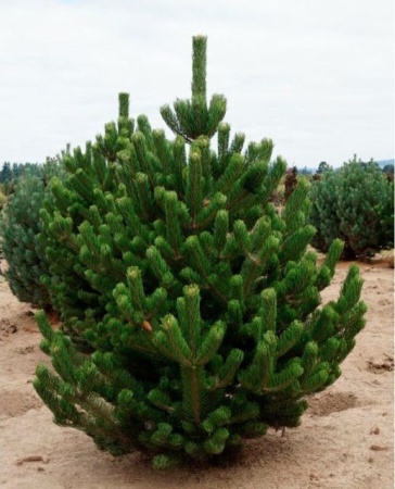 53d967d6-c2b3-11ef-8915-246e9611e8f5-1