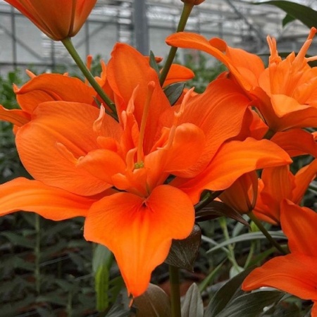 cee3377f-dd2a-11e5-a9f8-001e673ebdea-1