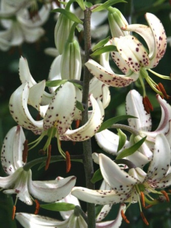 5636499e-83e6-11e2-8ea8-00500454e615-1