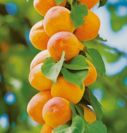 e2aba9f8-f3b4-11f0-8923-246e9611e8f6-1